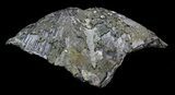 Large Pyrite Replaced Brachiopod (Paraspirifer) - Ohio #34182-1